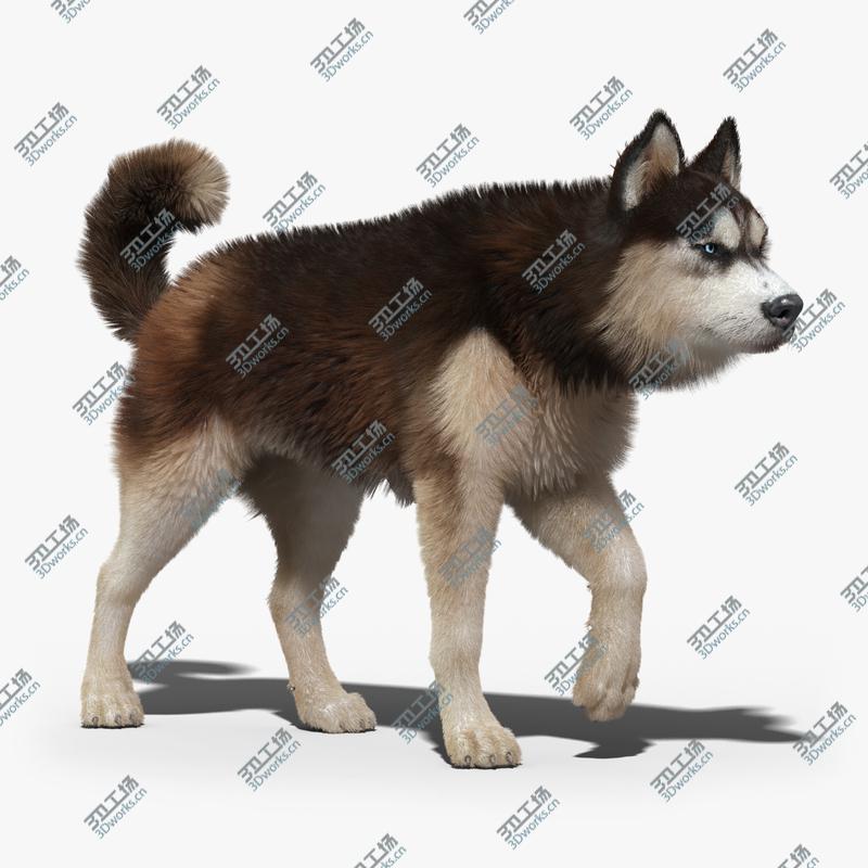 images/goods_img/202105074/Siberian Husky(2)(FUR)(ANIMATED)/1.jpg